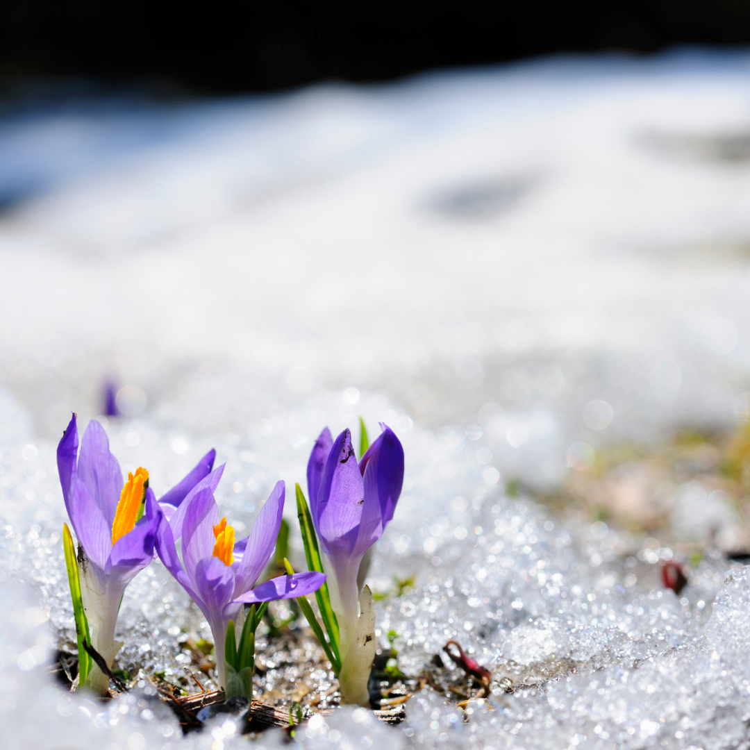 Purple flower starting to bloom and peeking through snow.